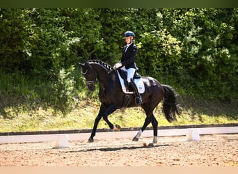 Westfaal, Merrie, 5 Jaar, 165 cm, Donkerbruin