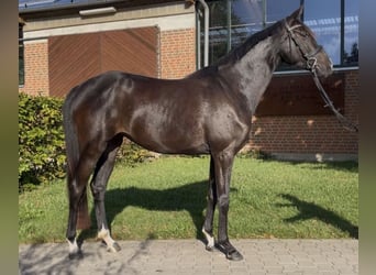 Westfaal, Merrie, 5 Jaar, 165 cm, Donkerbruin