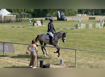 Westfaal, Merrie, 5 Jaar, 165 cm, Schimmel