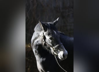 Westfaal, Merrie, 5 Jaar, 165 cm, Schimmel