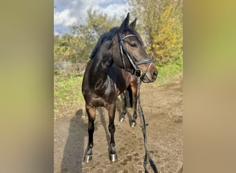 Westfaal, Merrie, 5 Jaar, 165 cm, Zwartbruin