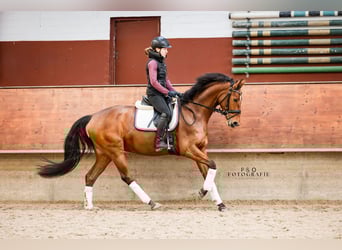 Westfaal, Merrie, 5 Jaar, 166 cm, Bruin