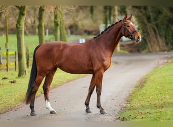 Westfaal, Merrie, 5 Jaar, 166 cm, Bruin