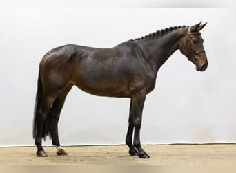 Westfaal, Merrie, 5 Jaar, 166 cm, Bruin