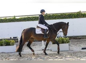 Westfale, Stute, 5 Jahre, 166 cm, Brauner