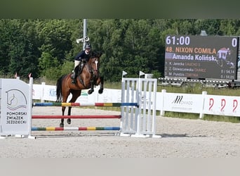 Westfaal, Merrie, 5 Jaar, 166 cm, Bruin