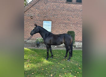 Westfaal, Merrie, 5 Jaar, 166 cm, Donkerbruin