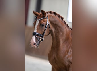 Westfaal, Merrie, 5 Jaar, 166 cm, Donkere-vos