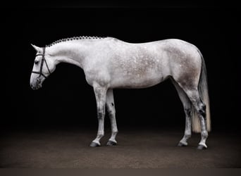 Westfaal, Merrie, 5 Jaar, 166 cm, Schimmel