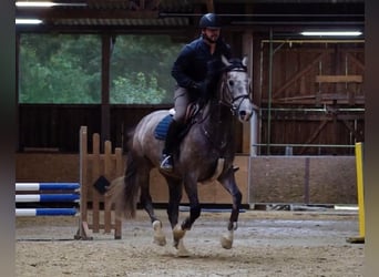 Westfaal, Merrie, 5 Jaar, 166 cm, Schimmel