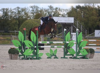 Westfaal, Merrie, 5 Jaar, 167 cm, Roodbruin