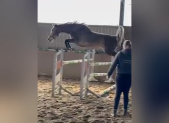 Westfaal, Merrie, 5 Jaar, 167 cm, Schimmel