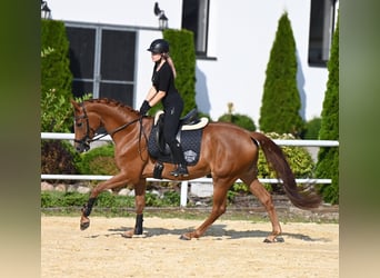 Westfale, Stute, 5 Jahre, 167 cm, Fuchs