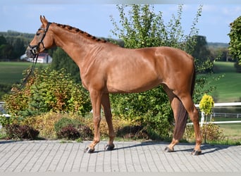 Westfaal, Merrie, 5 Jaar, 167 cm, Vos