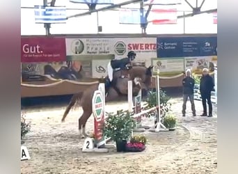 Westfaal, Merrie, 5 Jaar, 167 cm, Vos