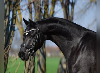 Westfaal, Merrie, 5 Jaar, 167 cm, Zwart