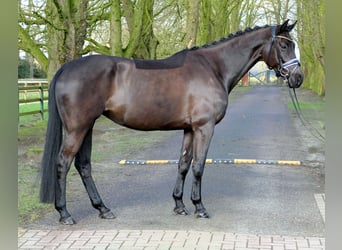 Westfaal, Merrie, 5 Jaar, 167 cm, Zwart