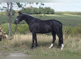 Westfaal, Merrie, 5 Jaar, 167 cm, Zwart