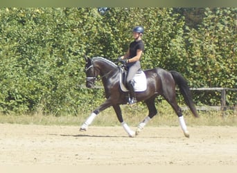 Westfaal, Merrie, 5 Jaar, 167 cm, Zwart