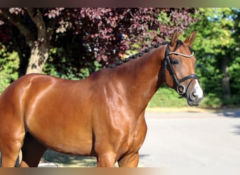 Westfaal, Merrie, 5 Jaar, 168 cm, Bruin