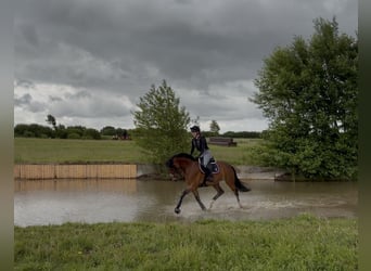 Westfaal, Merrie, 5 Jaar, 168 cm, Bruin