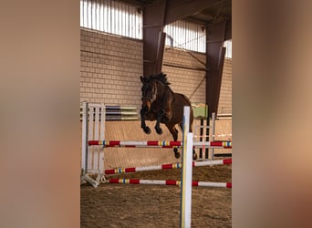 Westfaal, Merrie, 5 Jaar, 168 cm, Bruin