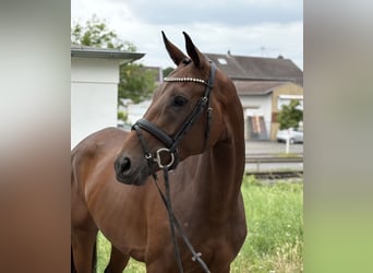 Westfaal, Merrie, 5 Jaar, 168 cm, Bruin