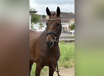Westfaal, Merrie, 5 Jaar, 168 cm, Bruin