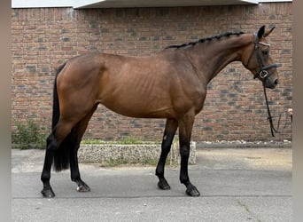 Westfaal, Merrie, 5 Jaar, 168 cm, Bruin
