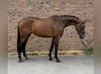 Westfaal, Merrie, 5 Jaar, 168 cm, Bruin