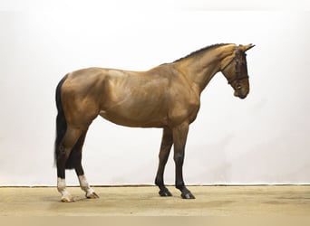 Westfaal, Merrie, 5 Jaar, 168 cm, Bruin