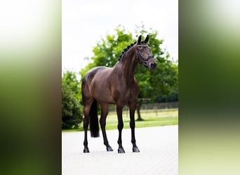 Westfaal, Merrie, 5 Jaar, 168 cm, Donkerbruin