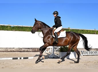 Westfaal, Merrie, 5 Jaar, 168 cm, Donkerbruin