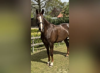 Westfaal, Merrie, 5 Jaar, 168 cm, Donkere-vos