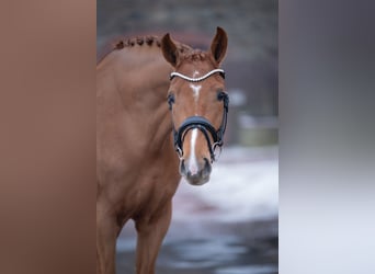 Westfaal, Merrie, 5 Jaar, 168 cm, Vos