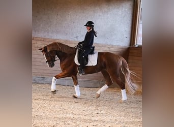 Westfaal, Merrie, 5 Jaar, 168 cm, Vos