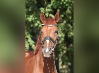 Westfaal, Merrie, 5 Jaar, 168 cm, Vos