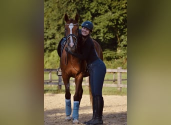 Westfaal, Merrie, 5 Jaar, 168 cm, Vos