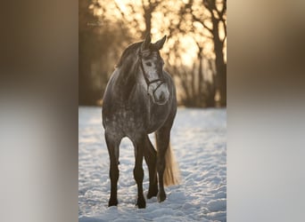 Westfaal, Merrie, 5 Jaar, 168 cm, Zwartschimmel