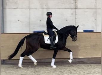 Westfaal, Merrie, 5 Jaar, 169 cm, Donkerbruin