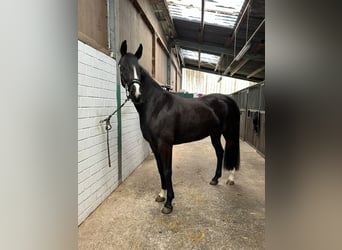 Westfaal, Merrie, 5 Jaar, 169 cm, Zwartbruin