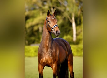 Westfaal, Merrie, 5 Jaar, 170 cm, Bruin