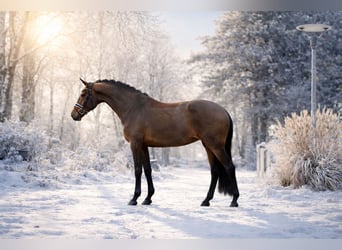 Westfaal, Merrie, 5 Jaar, 170 cm, Bruin