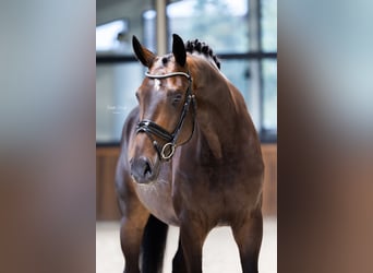 Westfaal, Merrie, 5 Jaar, 170 cm, Donkerbruin