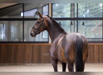 Westfaal, Merrie, 5 Jaar, 170 cm, Donkerbruin