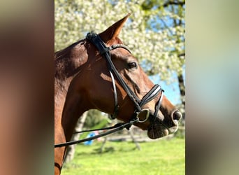 Westfaal, Merrie, 5 Jaar, 170 cm, Donkere-vos