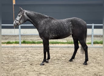 Westfale, Stute, 5 Jahre, 170 cm, Rappschimmel