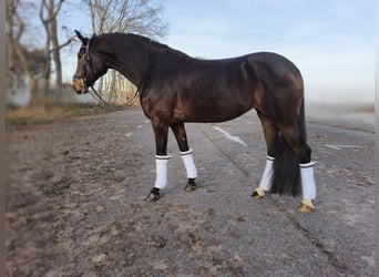 Westfaal, Merrie, 5 Jaar, 171 cm, Bruin