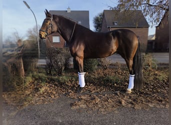 Westfaal, Merrie, 5 Jaar, 171 cm, Bruin