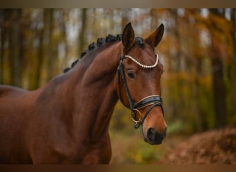 Westfaal, Merrie, 5 Jaar, 171 cm, Bruin